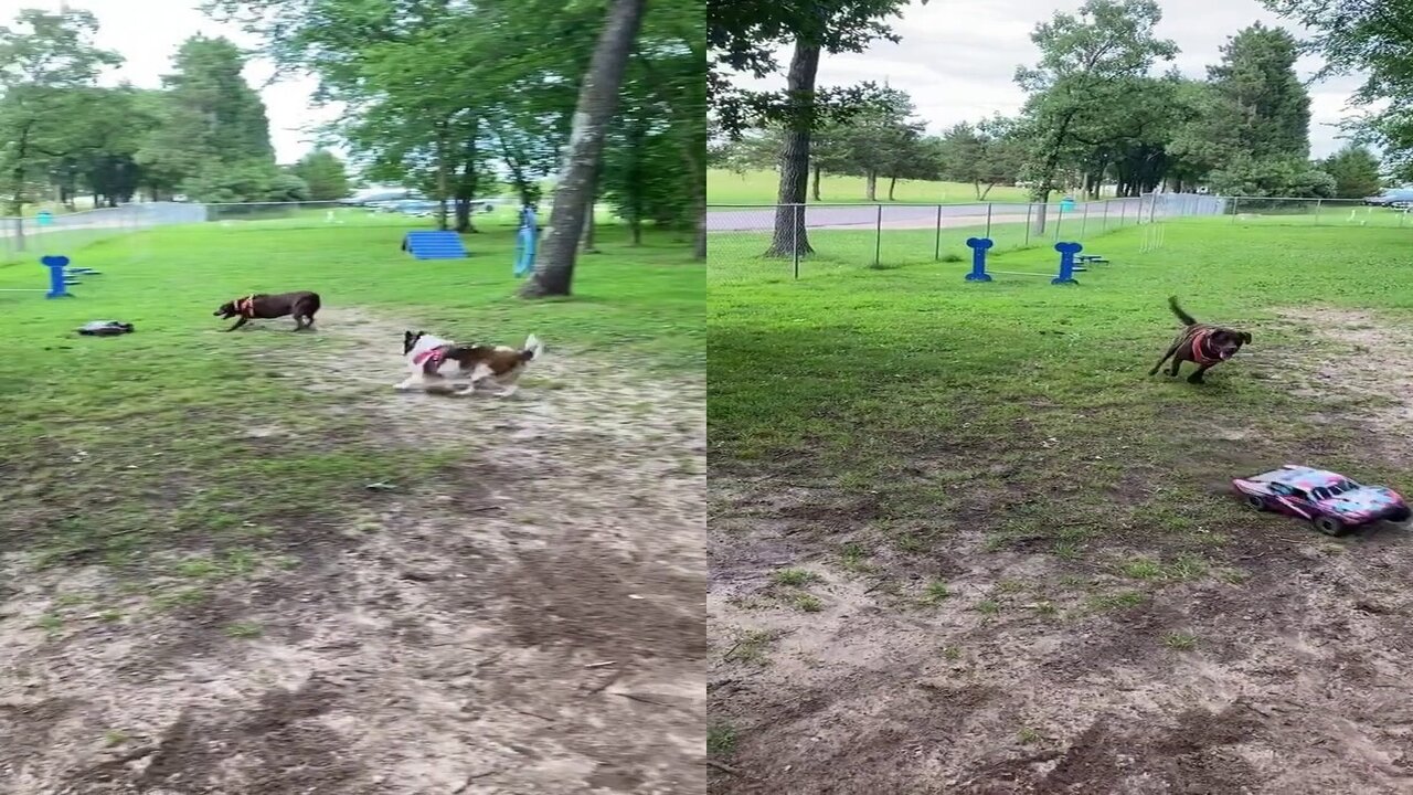 She’s loves chasing the car!! 😂💕-Funny dog