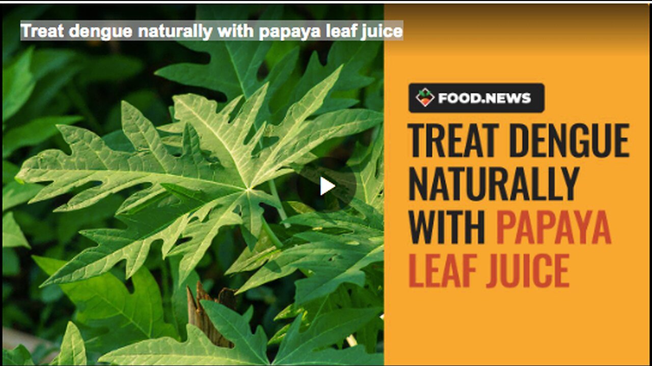 Treat dengue naturally with papaya leaf juice