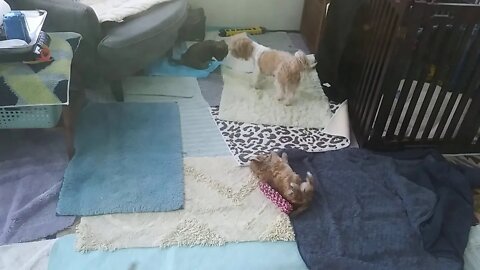 H Litter.. Last Days With Us(2)