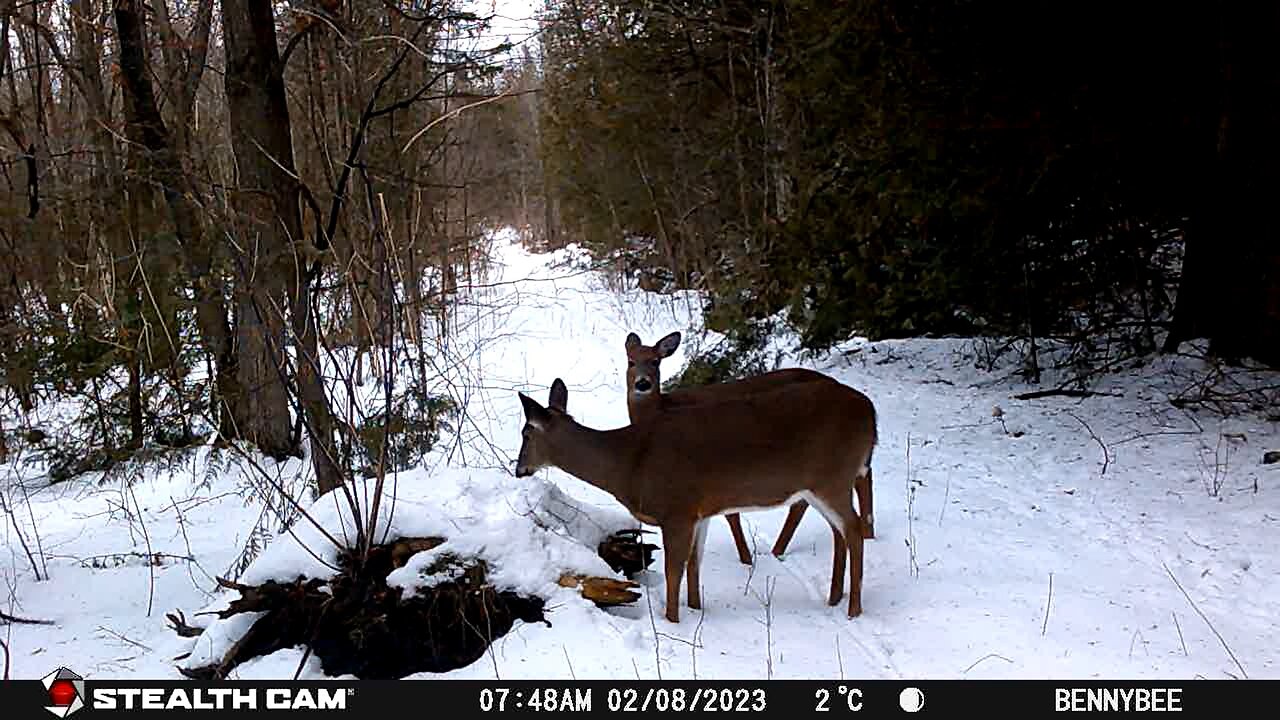 Trail Camera - February 2023