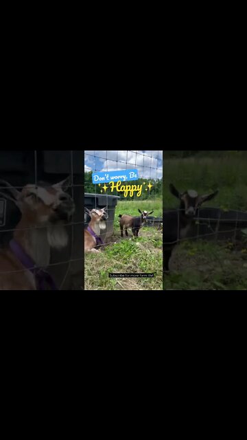 Don't Worry, Be Happy #shorts