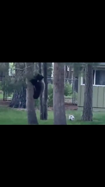 This Is One Happy Bear and He Has Some Skills - HaloWildlife