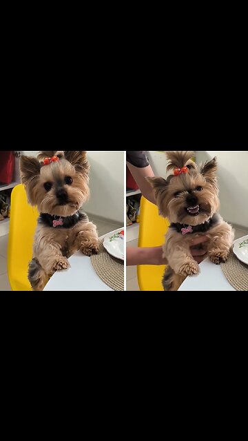 Yorkie Is Mad That She Cant Sit At A Table Like Humans Do