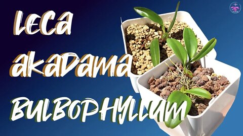 Bulbophyllum Orchid Repots | Akadama media | Update on Bulbophyllums & Trias disciflora #Trias