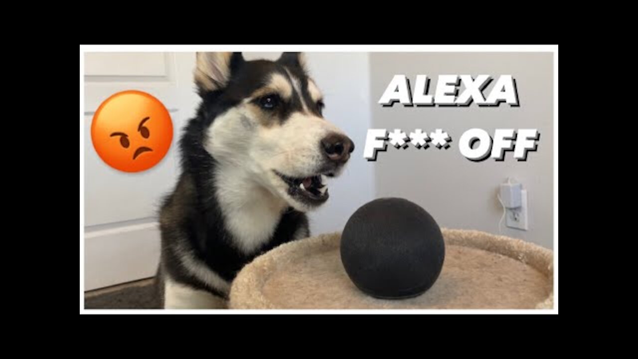 My HUSKY Talks To ALEXA | (She Beat up Alexa!)