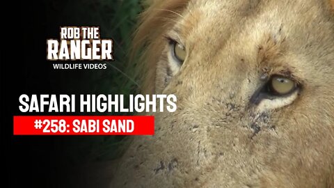 Safari Highlights #258: 06 - 11 March 2014 | Sabi Sand Nature Reserve | Latest Wildlife Sightings