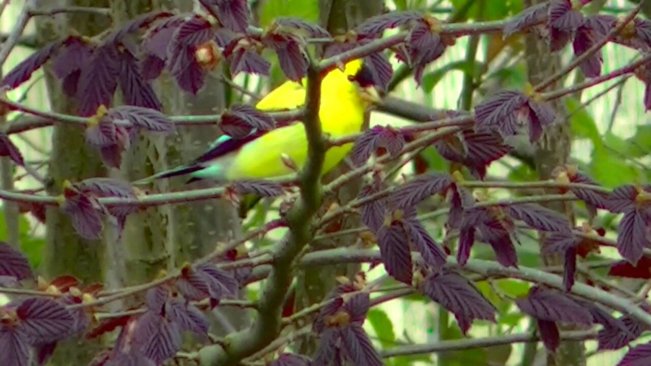 IECV NV #500 - 👀 American Gold Finch In The Filbert Tree🐤 4-20-2018