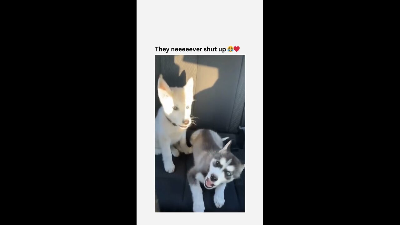 “Hilarious Husky Moments You Can’t Miss! | Funny Dog Shorts”