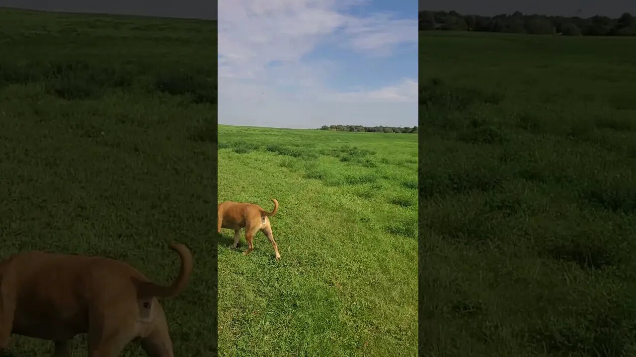 took doggo yo a hayfield #dog #outdoors #doggo #hayfield