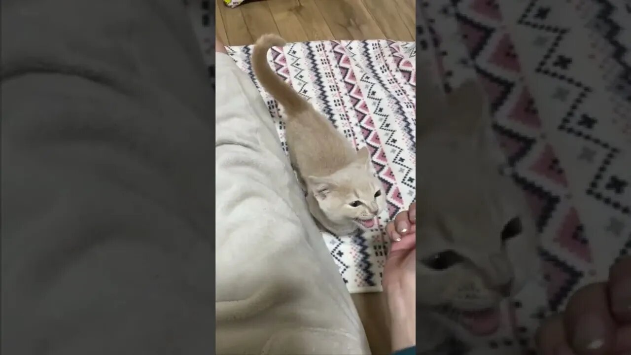 Funny Cat Here #shorts