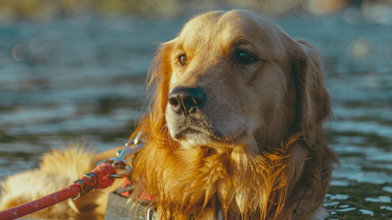 save a friend, fun. The dog takes immediate action to save its owner