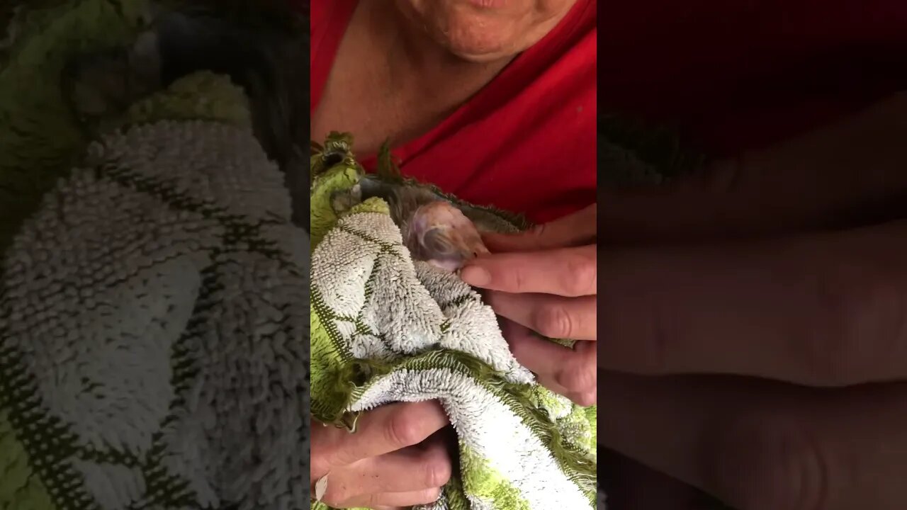 Feeding very sick guinea fowl keet honey on her tongue