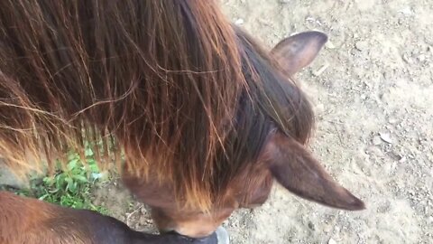 Yearling horse with choke