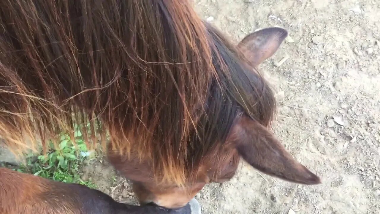 Yearling horse with choke