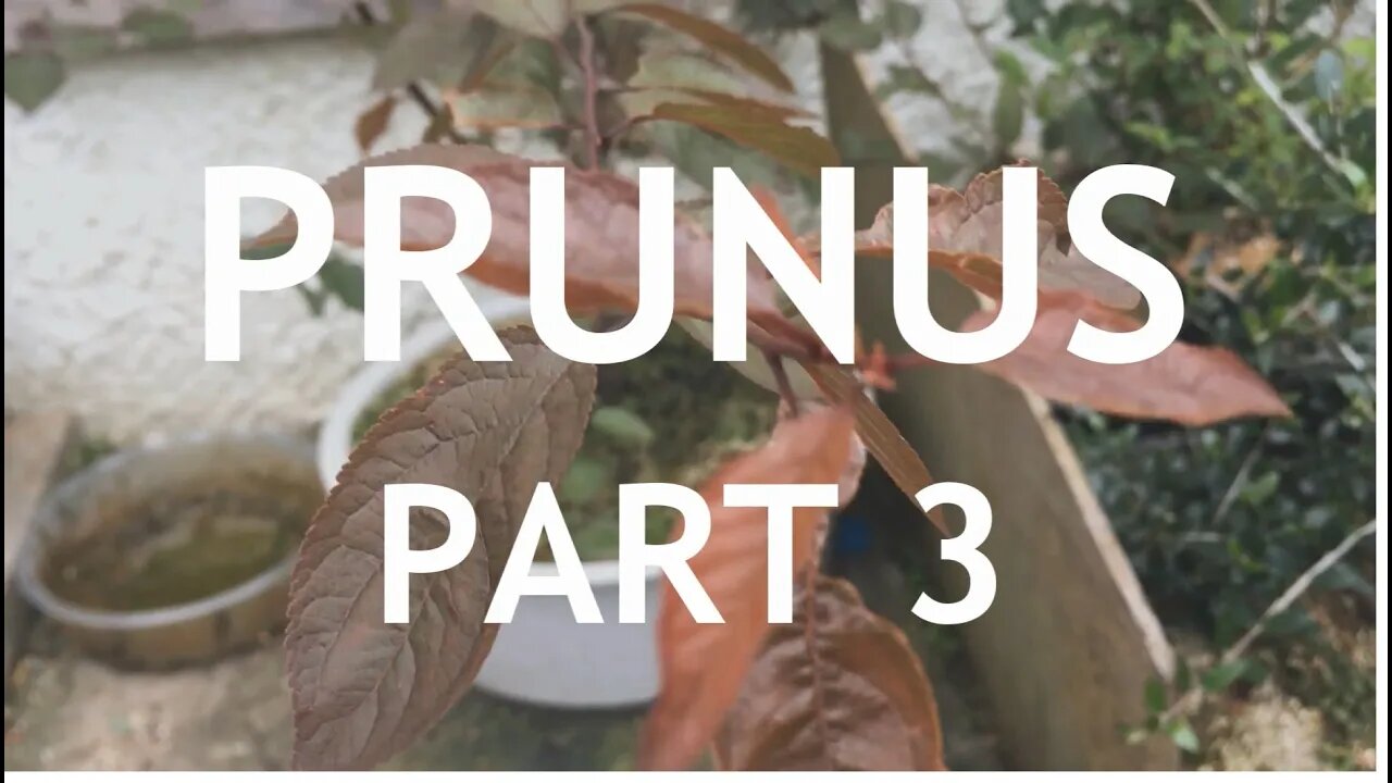 Prunus PreBonsai, Part 3