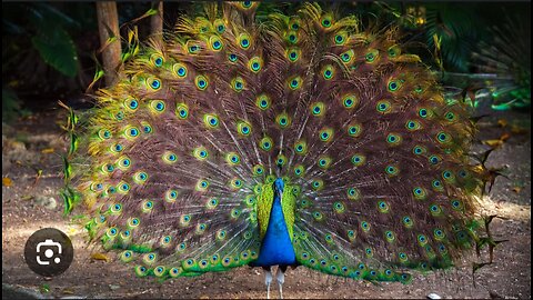 "Nature's Splendor: Stunning Peacocks Show Off Their Vibrant Feathers"