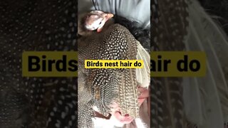 Bird nest hair do