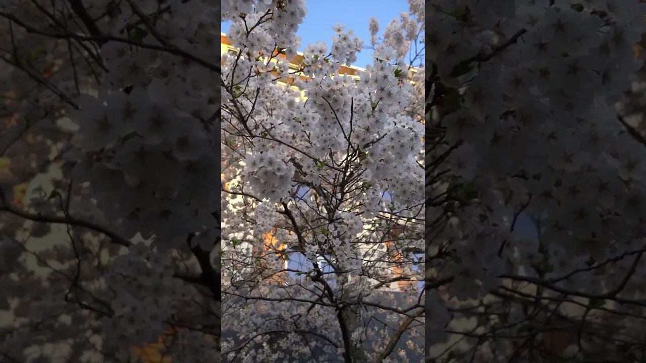 Low Angle View of a Cherry Blossom Tree Branch