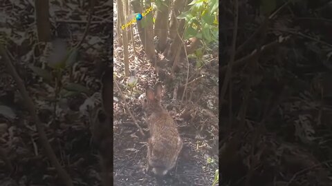 Never seen a bunny with so much ticks😱~ Hear me speak Jamaican Patois (Patwa)