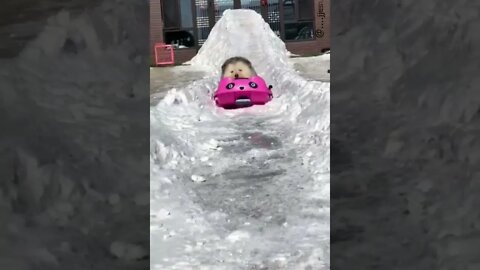 🐶Funny dogs 🐕‍🦺 Dogs fail 🐕 Just look funny dogs life🐶