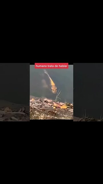 Se não fosse filmado ninguém acreditaria.