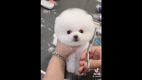 Cute and funny animal video 🥰😍