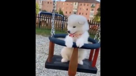 🐕 Dog Playing on the Park Swing #shorts