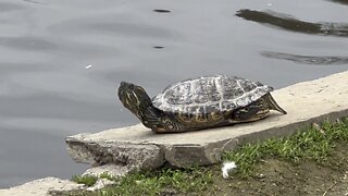 Turtle posing