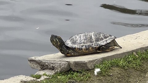 Turtle posing