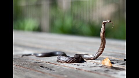 Watch "King Cobra vs Mongoose" competition Fights Video Clips