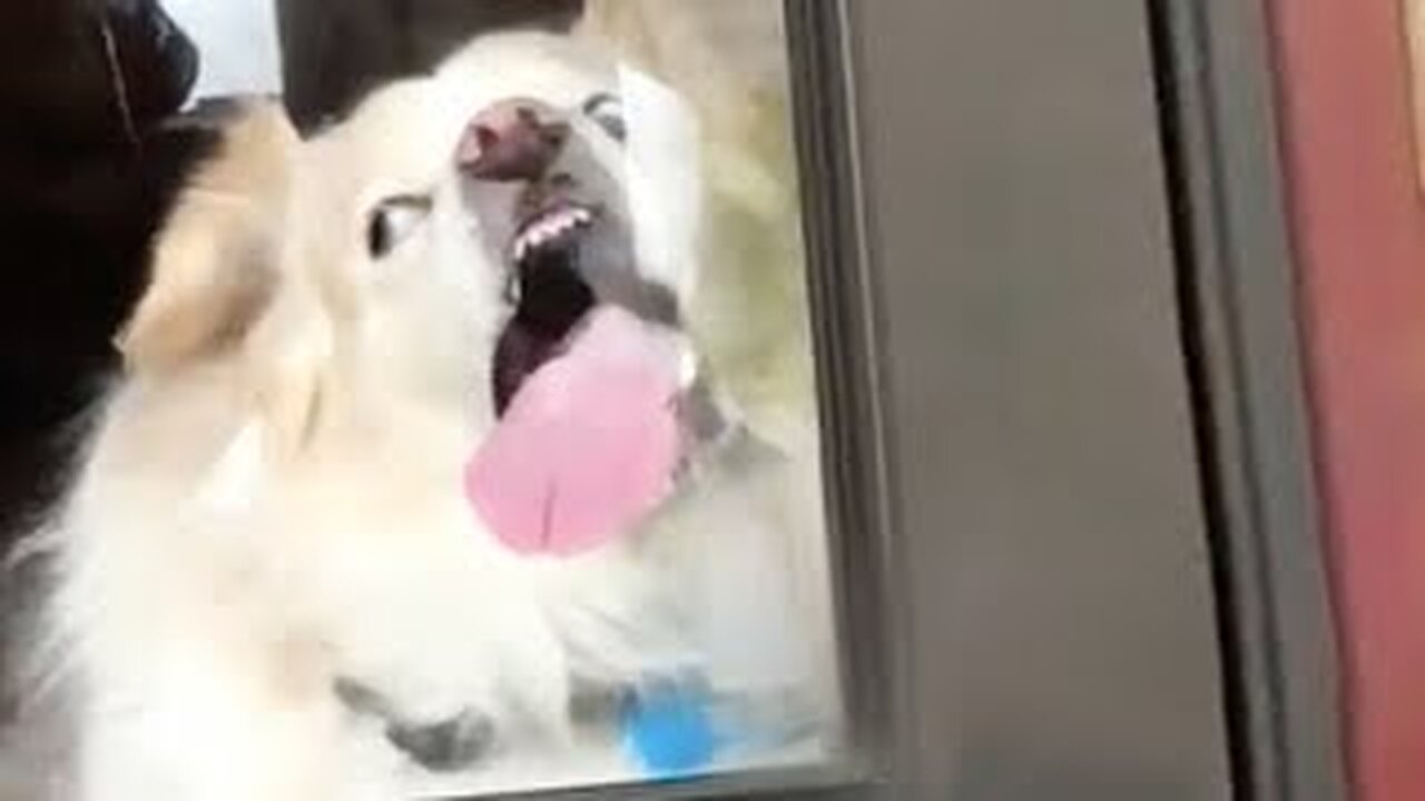 Funniest Animals Video - Funny Dogs And Cats - Try Not To Laugh Animals 2022 #9 #funny #animals