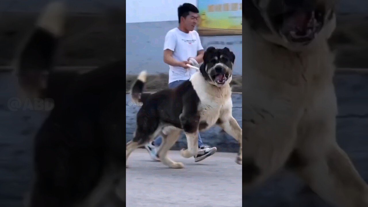 Monster Alabai - Central Asian Shepherd Dog🥵🔥🔥 #shorts