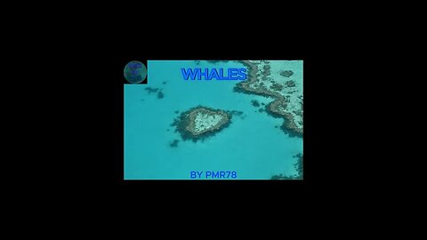 WHALES (Audio)