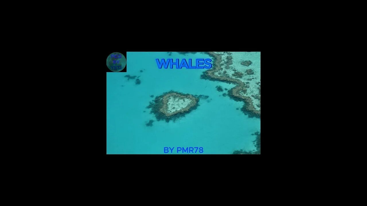 WHALES (Audio)