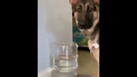 German Shepard & Water Bowl Bubbles