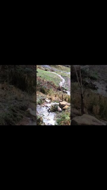 Duck and chickens enjoying spring fed Creek during flood