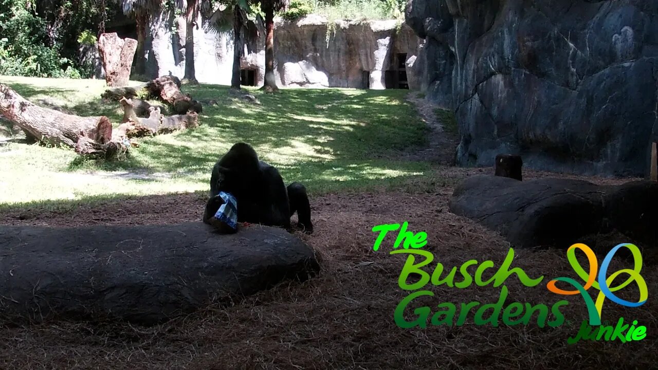 Busch Gardens Junkie - Aug 7th, 2021