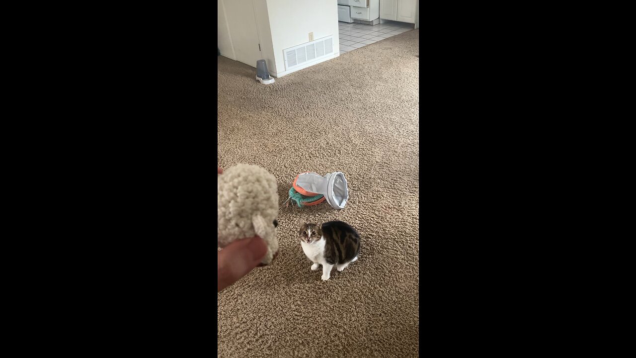 Kitten Fetches Crotchet Lamb