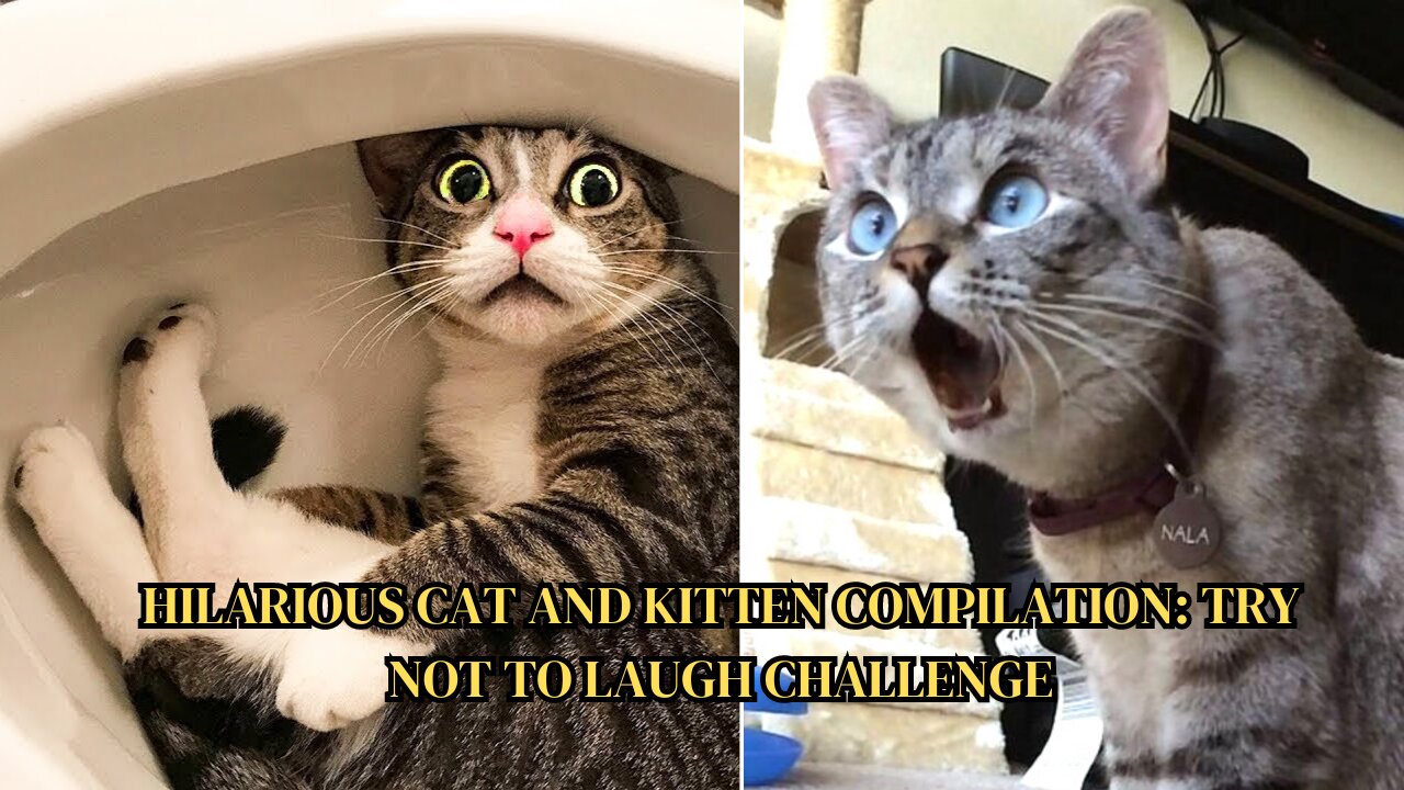 Hilarious Cat and Kitten Compilation Try Not to Laugh Challenge