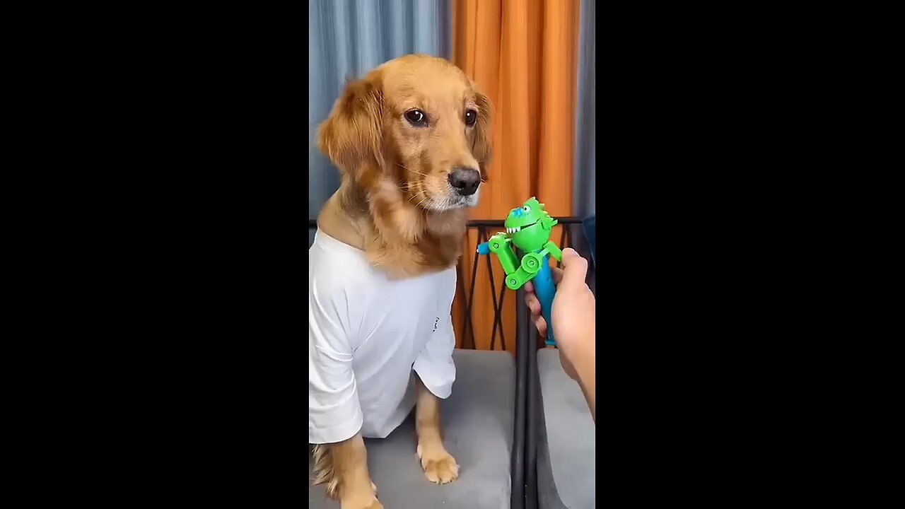 Dog funny video