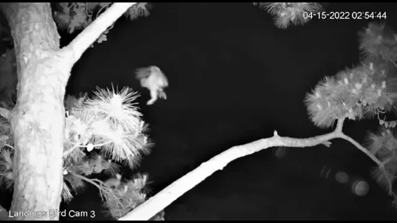 At 8-Weeks Owlet Does Short Flight To Another Branch 🦉 4/15/22 02:53