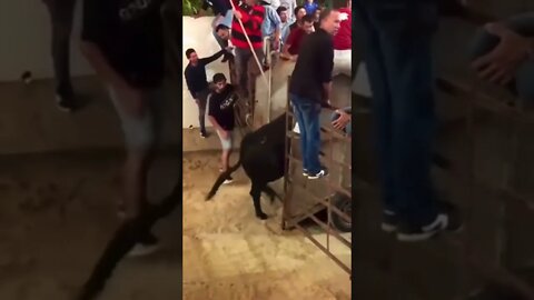 Don’t mess with bulls😂#shorts #crazyvideo #bulls #kicked #ouch