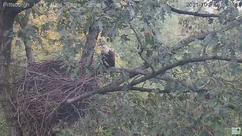 Hays Eagles Mom watches subadult fly around the nest 2021 10:38AM