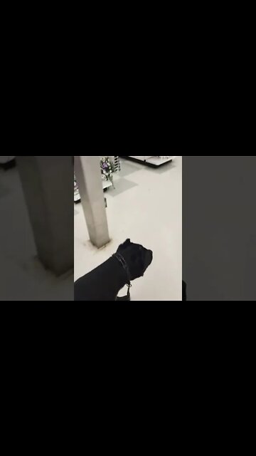 Cane Corso Puppy Goes To Joanne Fabrics #shorts #viral #pets #funnydogs