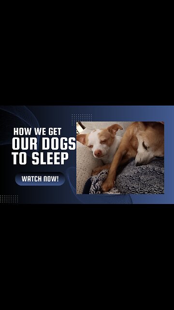 How We Get Our Dogs to Sleep