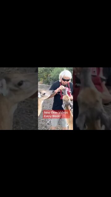 These doe’s love their carrots!