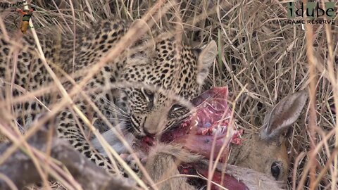 Hlab'nkunzi Female Leopard And Son, Sighting 5