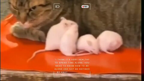 Daily Mood // Alone or Lonely🐷🐭😅