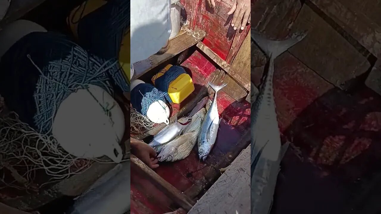 Hasil Tangkapan Hari Ini #nelayan #fishermen #fishing #traditionalfishermen #fish #fishingnets