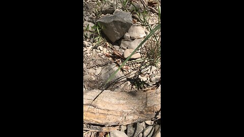 CHECK OUT THIS MASSIVE CENTIPEDE FROM THE GUADALUPE RIVER!